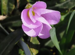 『春、オキザリス咲く』