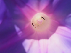 『アサガオに蟻2匹』