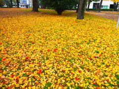 『黄色いじゅうたん』