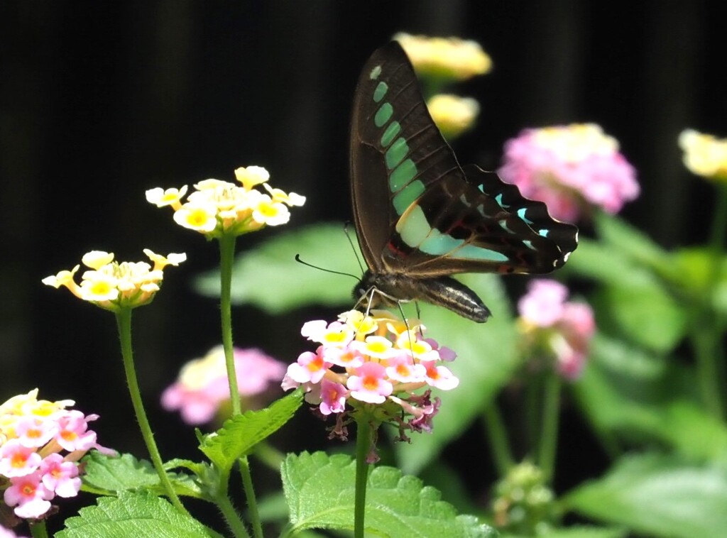 『花園のアオスジアゲハ』