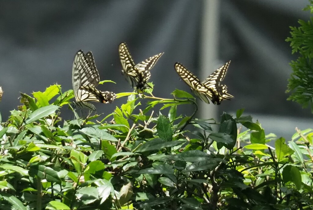 『みつどもえ』