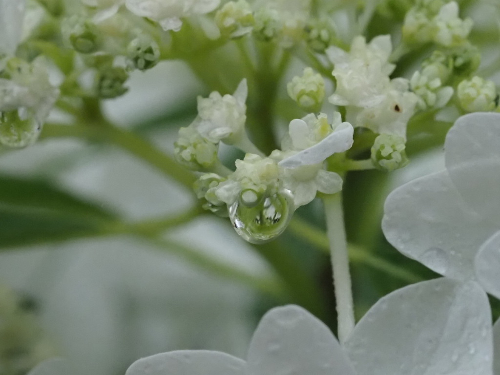 『つゆ―アジサイ』