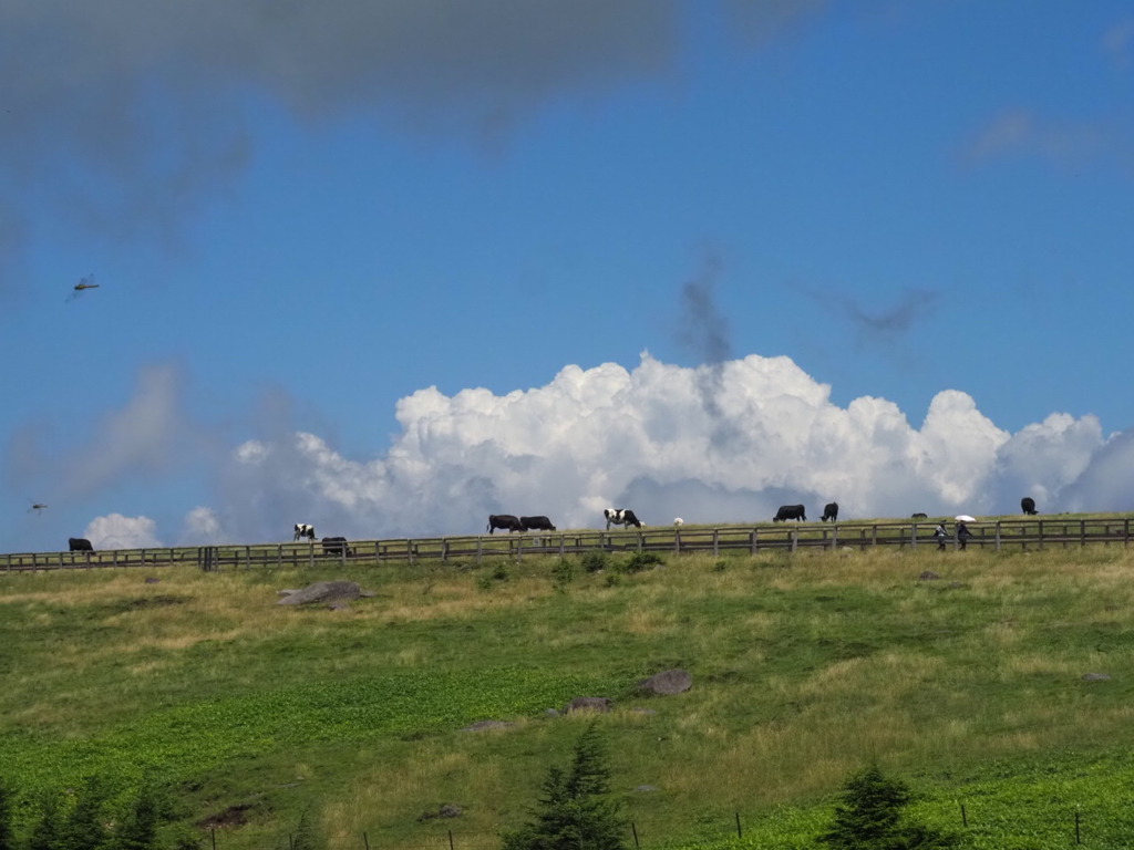 『美ヶ原の夏』