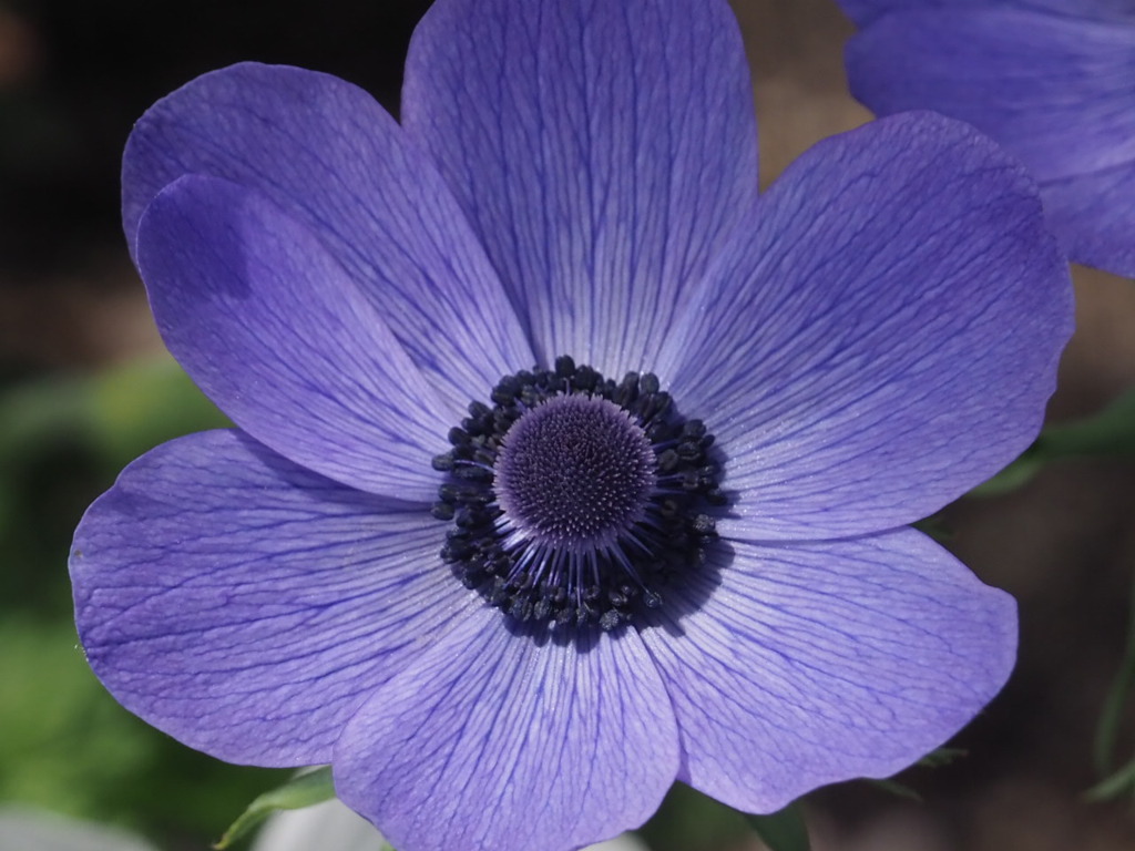 『アネモネⅡ』