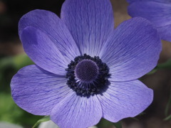 『アネモネⅡ』