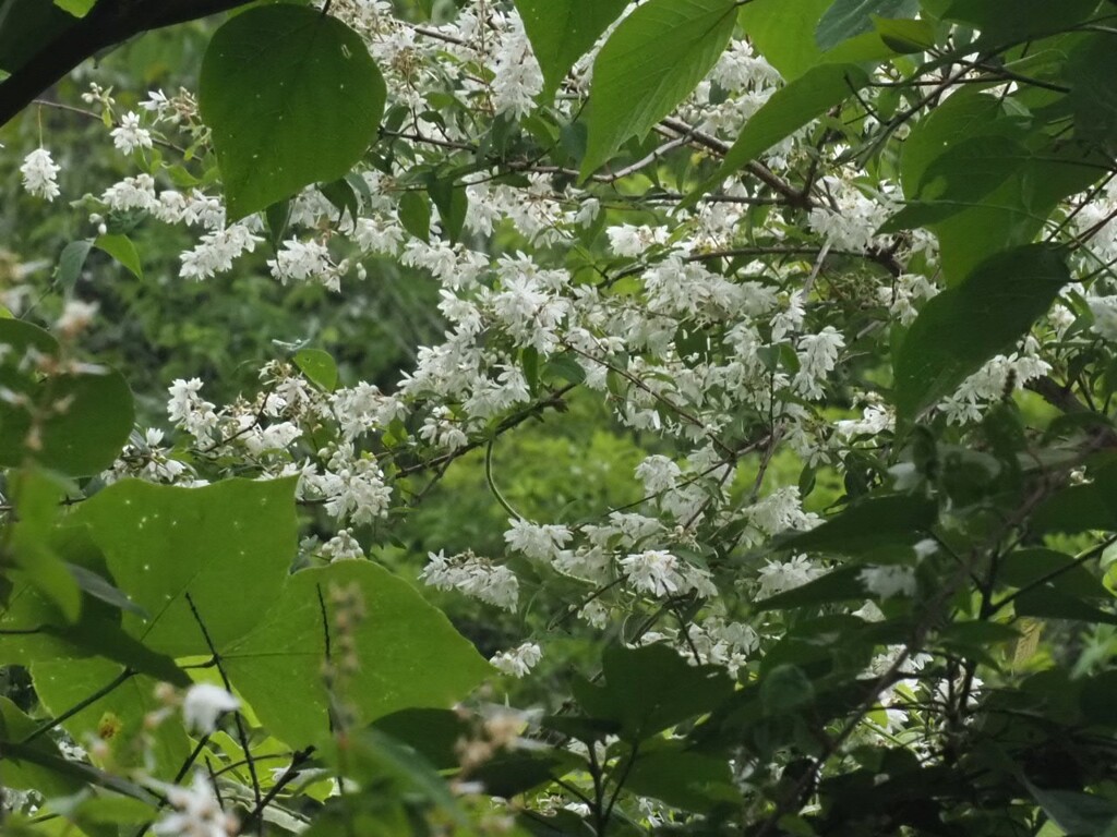 『卯の花　満開』