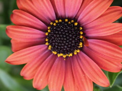 『オステオスペルマム・アフリカ金盞花』