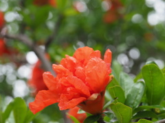 『朱が輝く「ざくろの花」』