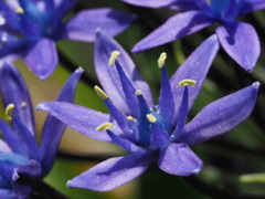 『花弁―シラー』