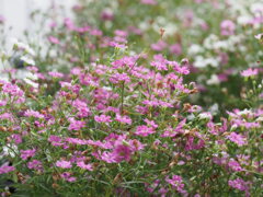 『カスミソウジプシーの世界』