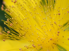 『美しきシベ―ビヨウヤナギ』