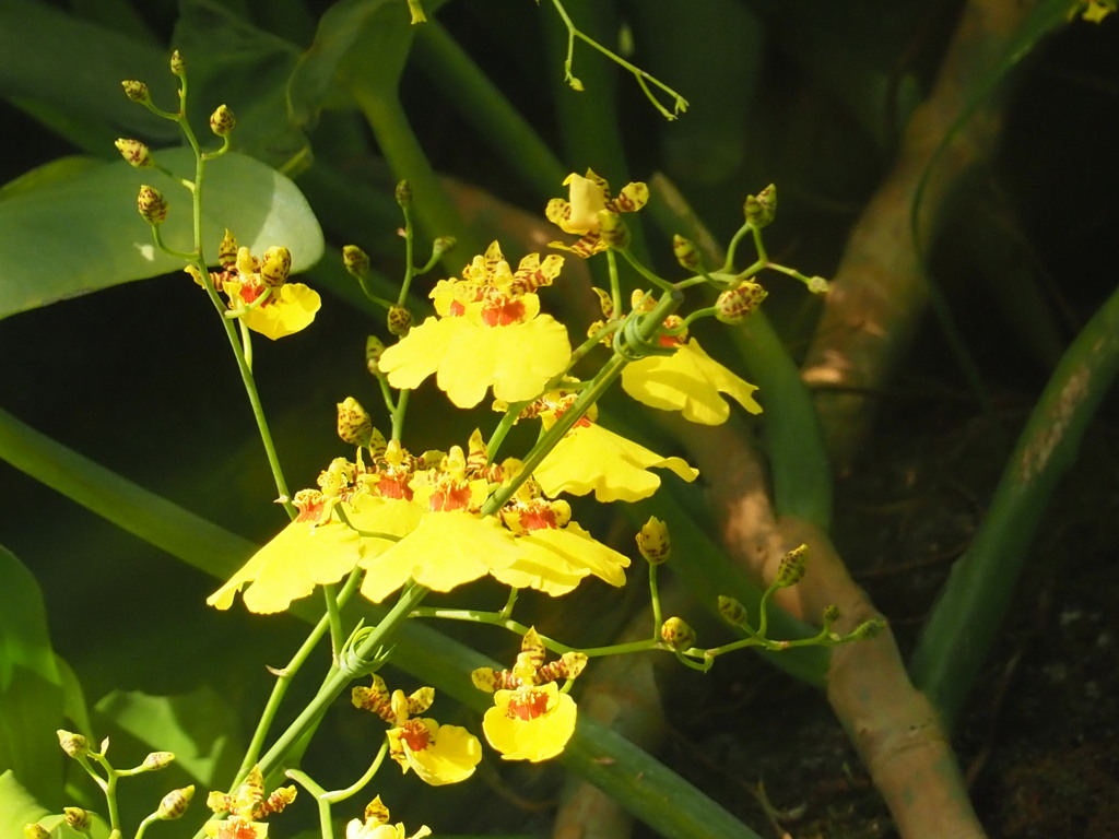 『オンシジウムの輝き』