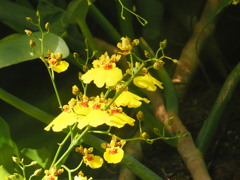 『オンシジウムの輝き』