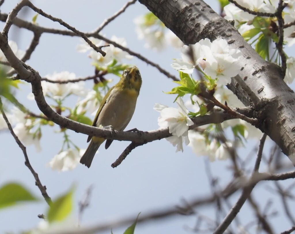 『白い大島桜にウグイス』
