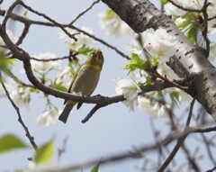 『白い大島桜にウグイス』