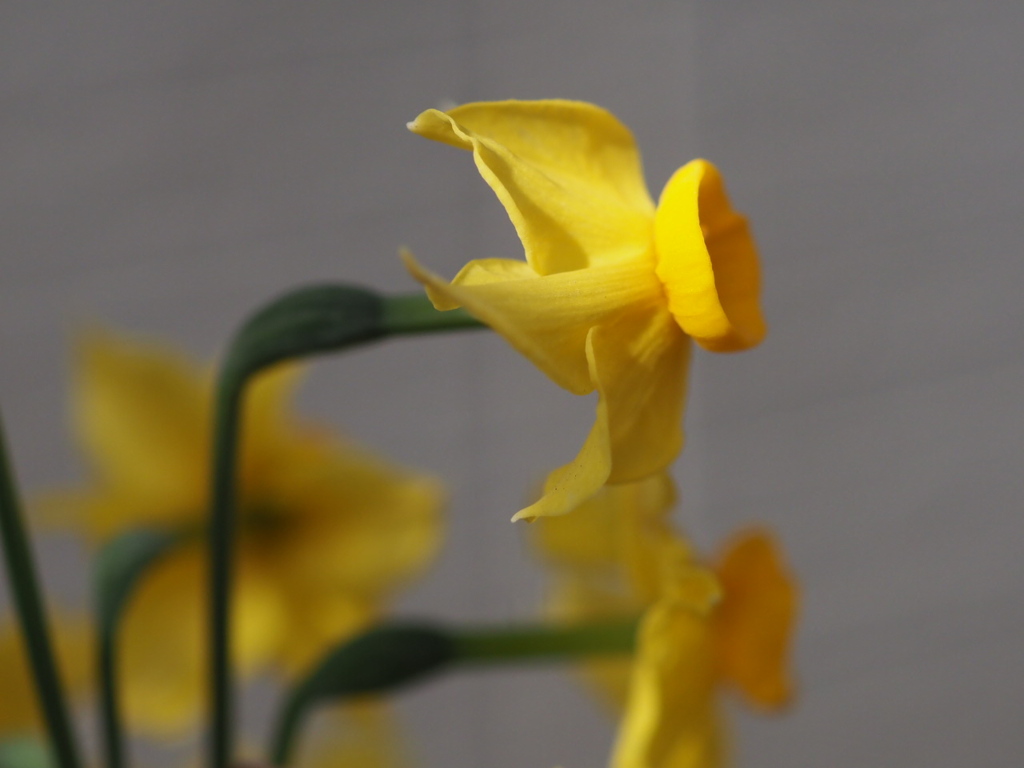 『初近し、キスイセン咲く』