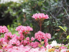 『霧島ツツジ』