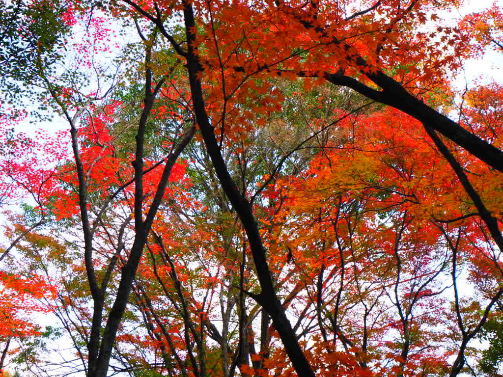 『紅の世界』