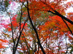 『紅の世界』