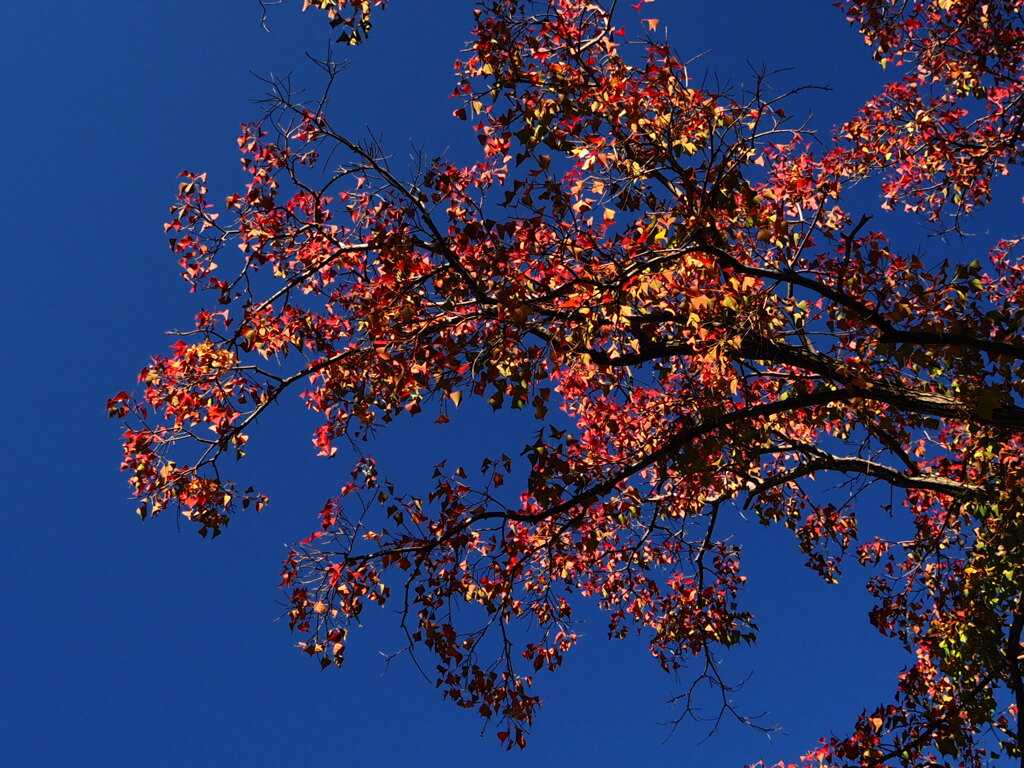 『秋空にナンキンハゼ』