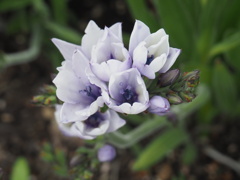 『ホザキアヤメ』