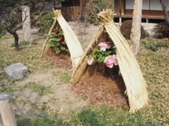 『わらがこい』