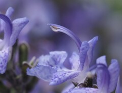 『ローズマリーのシベ』