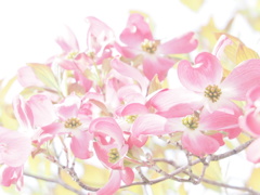 『幻想　ハナミズキ』