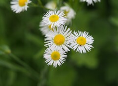 『清廉なり「春紫苑」』