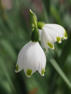 『スズランズイセンの輝き』