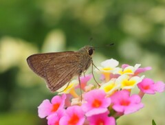 『ランタナにキバネセセリ』