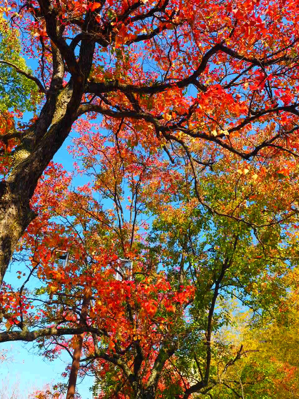 『ナンキンハゼⅡ』