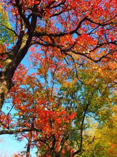 『ナンキンハゼⅡ』