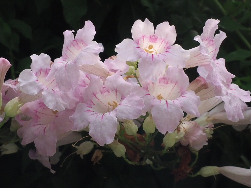 『ピンクのノウゼンカズラ』