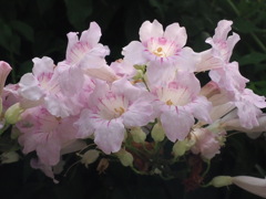 『ピンクのノウゼンカズラ』