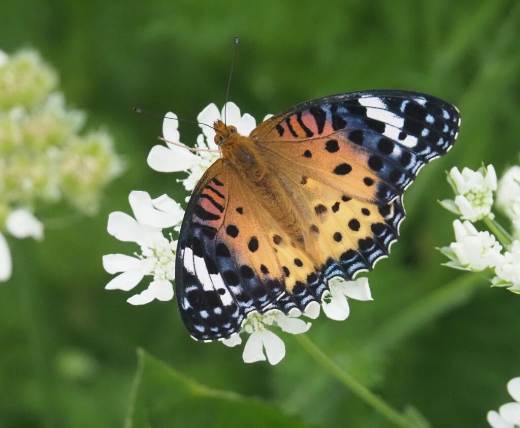 『ヒメアカキタテハ』