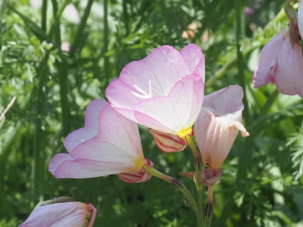 『ひるざきつきみそう』