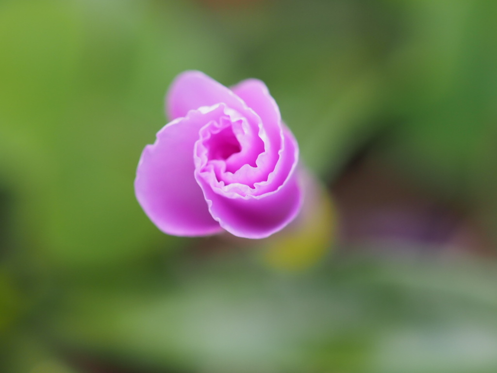 『冬咲きオキザリス』