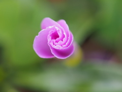 『冬咲きオキザリス』