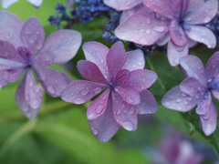 『つゆ―アジサイ』