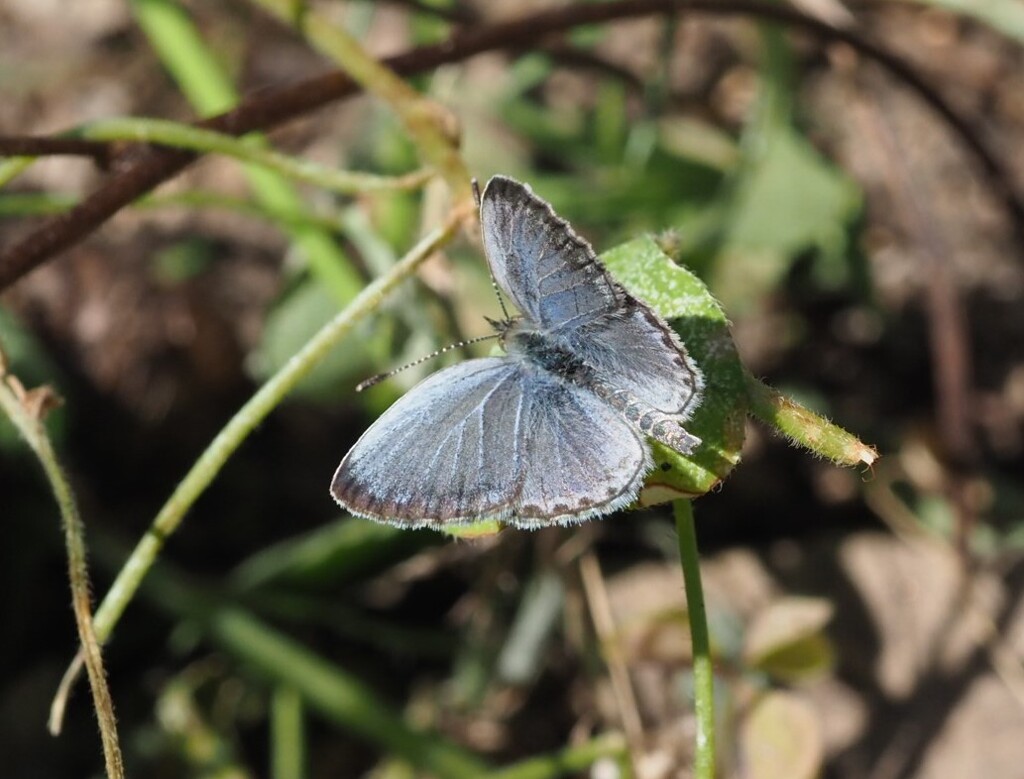 『ヤマトシジミ』