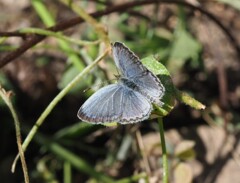 『ヤマトシジミ』