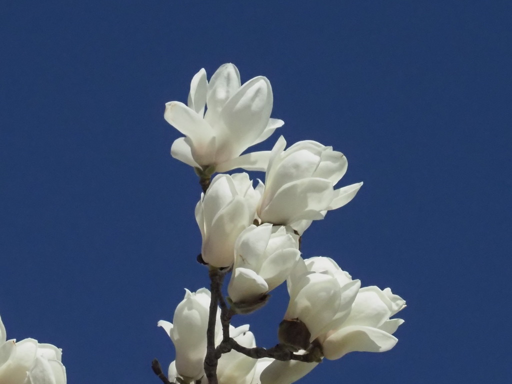 『天高く、モクレン咲く』