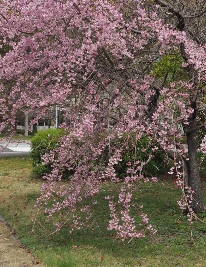 『しだれ桜』