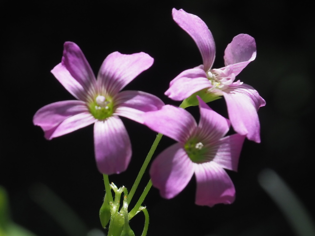 『ムラサキカタバミ』