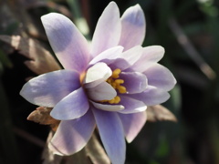 『ユキワリイチゲ』