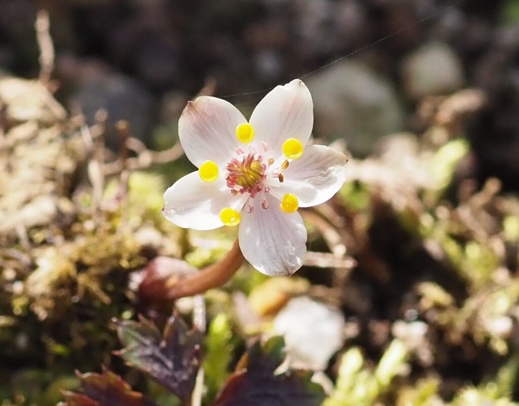 『牧野富太郎博士が愛したバイカオウレン』
