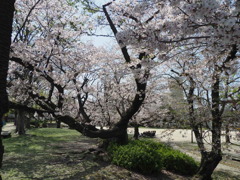 『サクラの森』