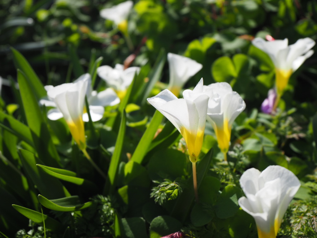 『冬咲きオキザリス』