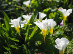 『冬咲きオキザリス』